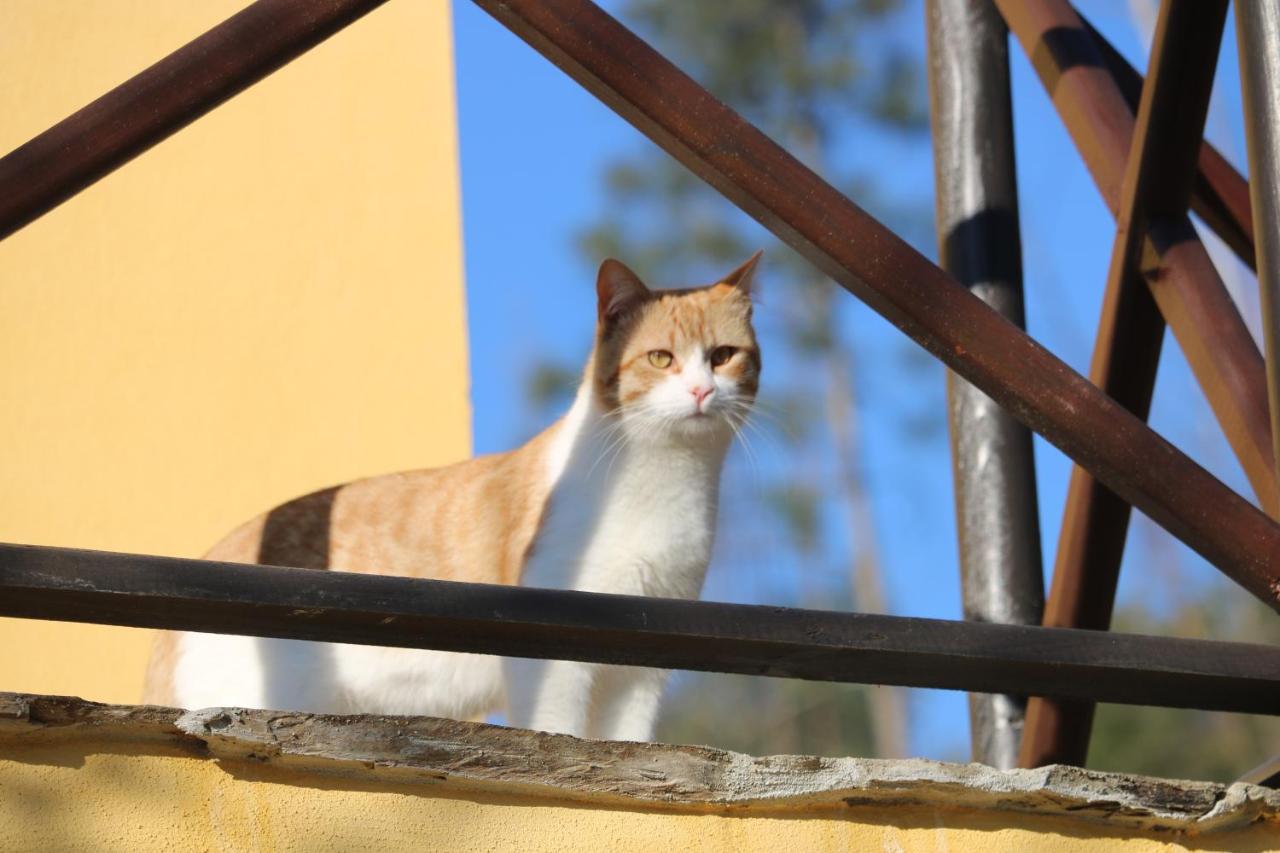 Palheiro Do Malgas Bed & Breakfast Lousa  Luaran gambar